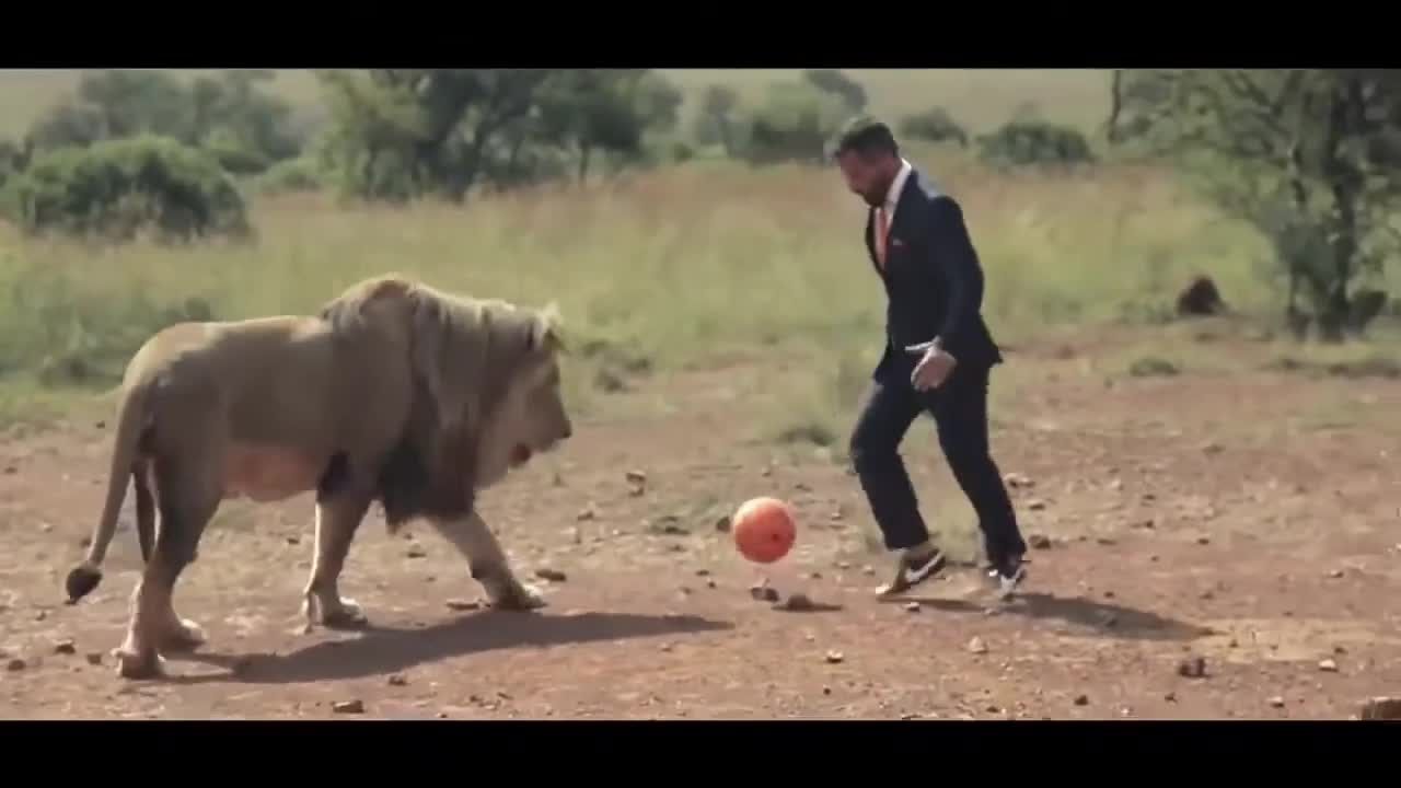 A brave man playing ball with lions