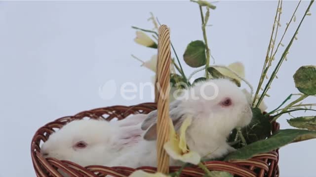 Soo Cute Bunny in a Basket and A Brown Bunny