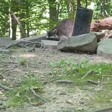 Cat Resting On Sofa bed