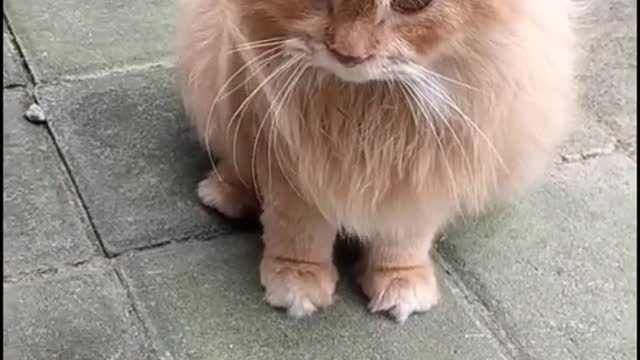 the cat is still bt