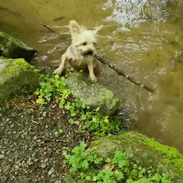 Yorkie finds a big stick in a little steam and gets excited
