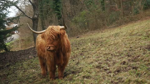 A Bison In The Field Near The Woods