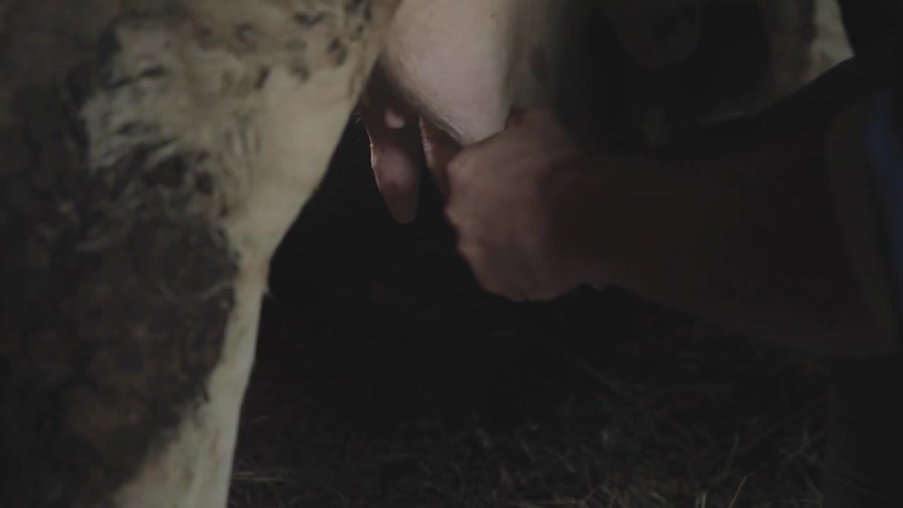 Slow motion footage of a farmer milking a cow in a barn, the shot is moving up