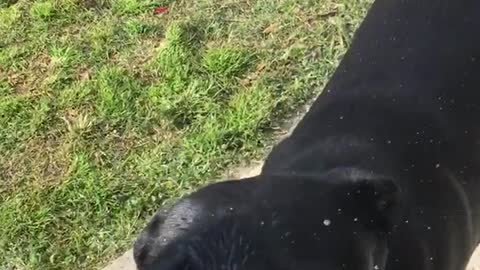 Black dog trying to drink water sprayed on it