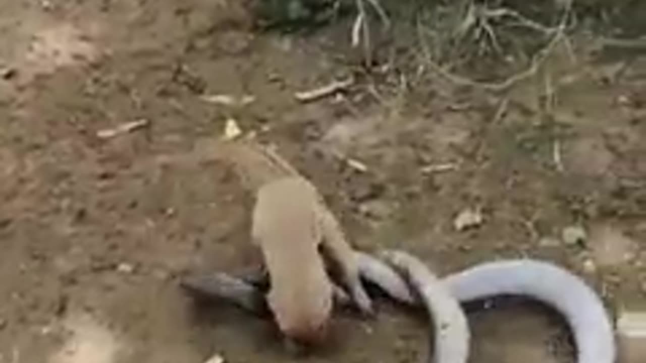 Black Cobra Vs Little Mongoose