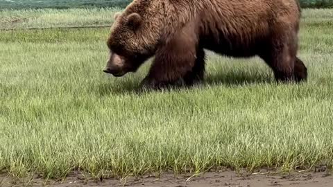 Bear wIth nature.