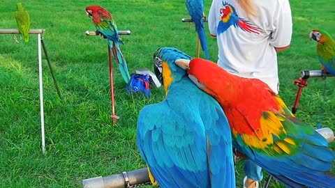 Beautiful Bird