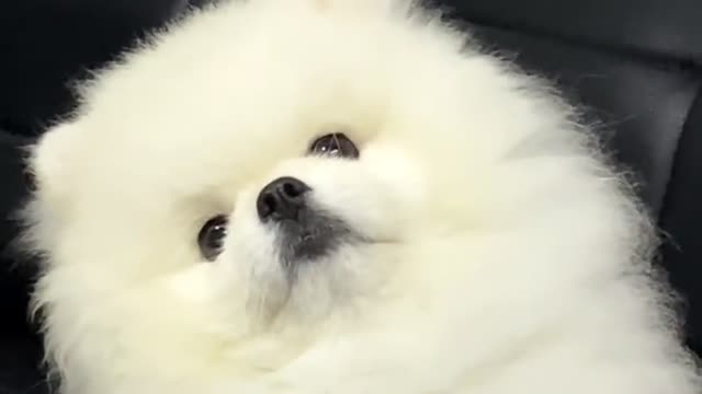 You are the whitest dog