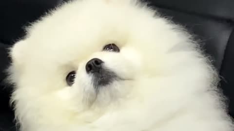 You are the whitest dog