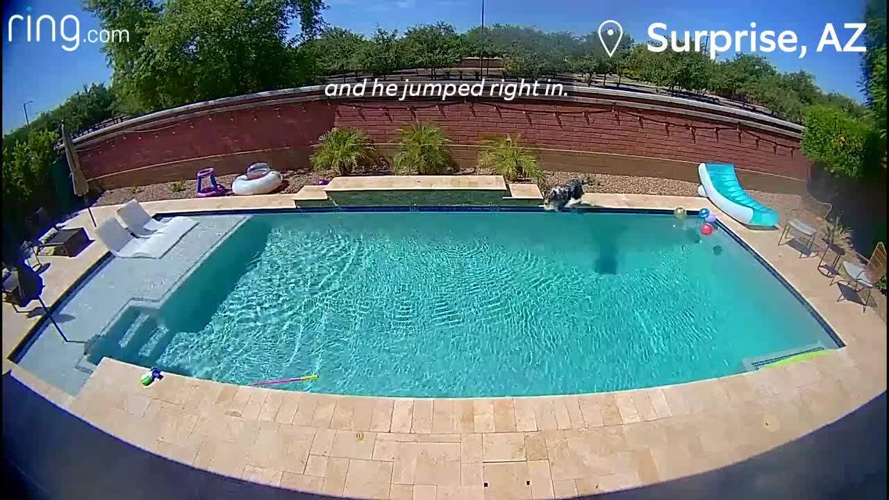 Hamilton, the Dog, Hits The Water & Son Coaches Mom Via a Ring Cam