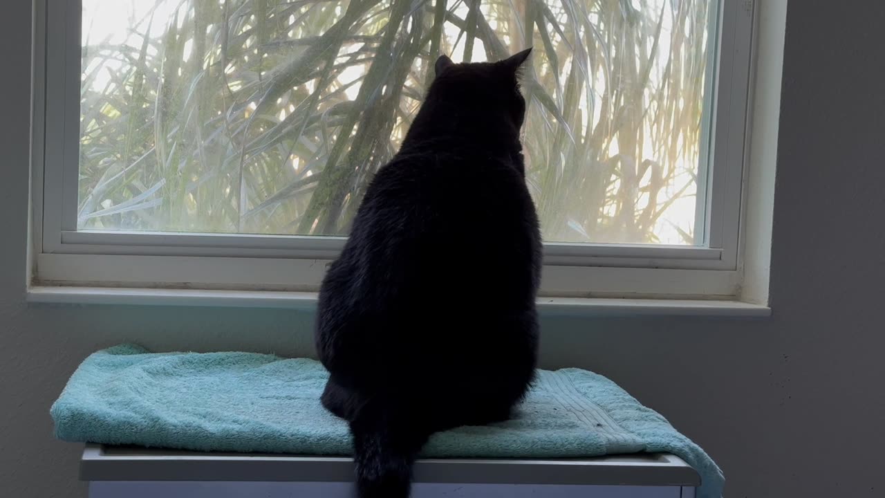 Cute Precious Piper Enjoys the View Out the Window - Adopting a Cat from a Shelter Vlog