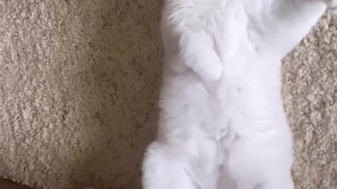 ,cutest cats video