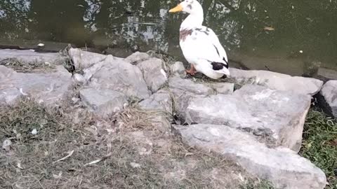 The Duck Video By Kingdom Of Awais