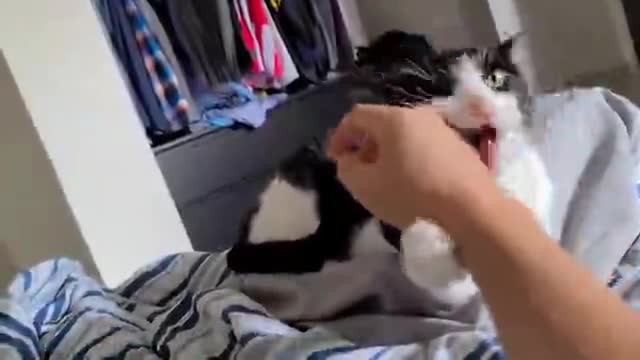 Completely opposite cat personalities