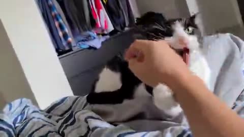Completely opposite cat personalities