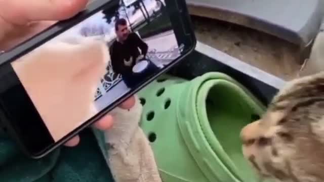 cat traveled to the beat of the song and got into the rhythm