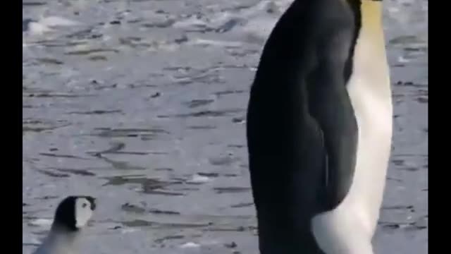 Mom with baby penguin