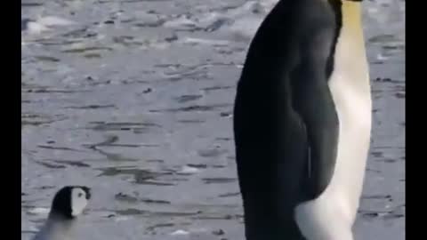 Mom with baby penguin