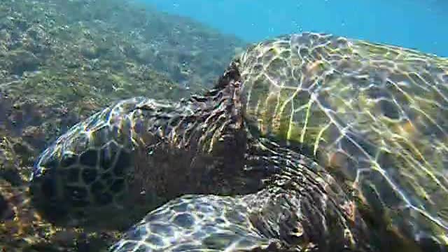 Big Honu on the West side of Oahu