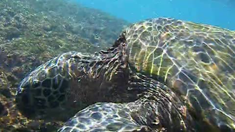 Big Honu on the West side of Oahu