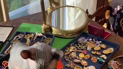 A cat with a passion for jewelry