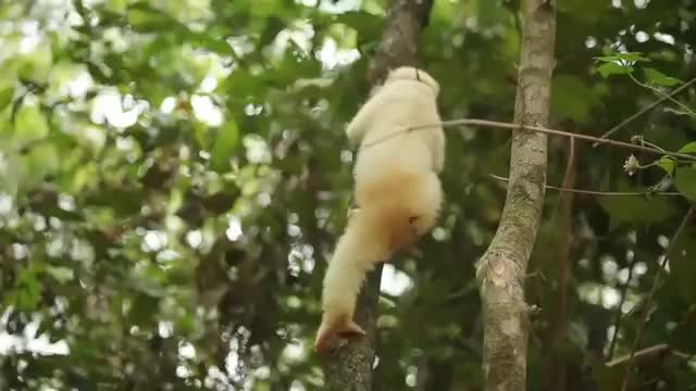 Slow loris (kukang)back to nature