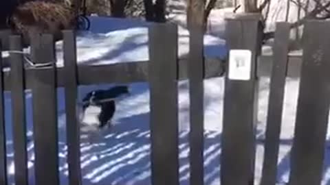 Dog in snow with stick