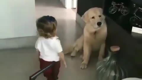 Funny dog