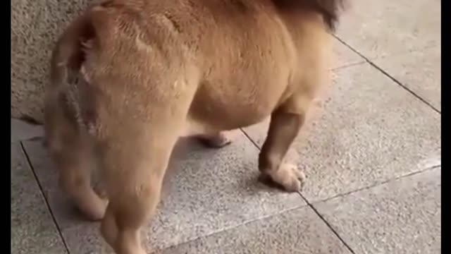 Lion Mane Haircut For Doggo