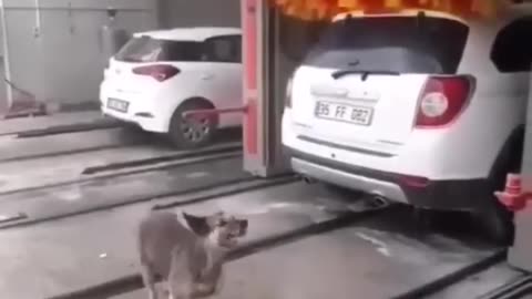 Funny dog