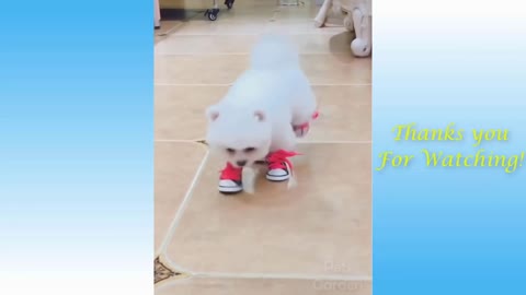 FUNNY CAT USING SHOES