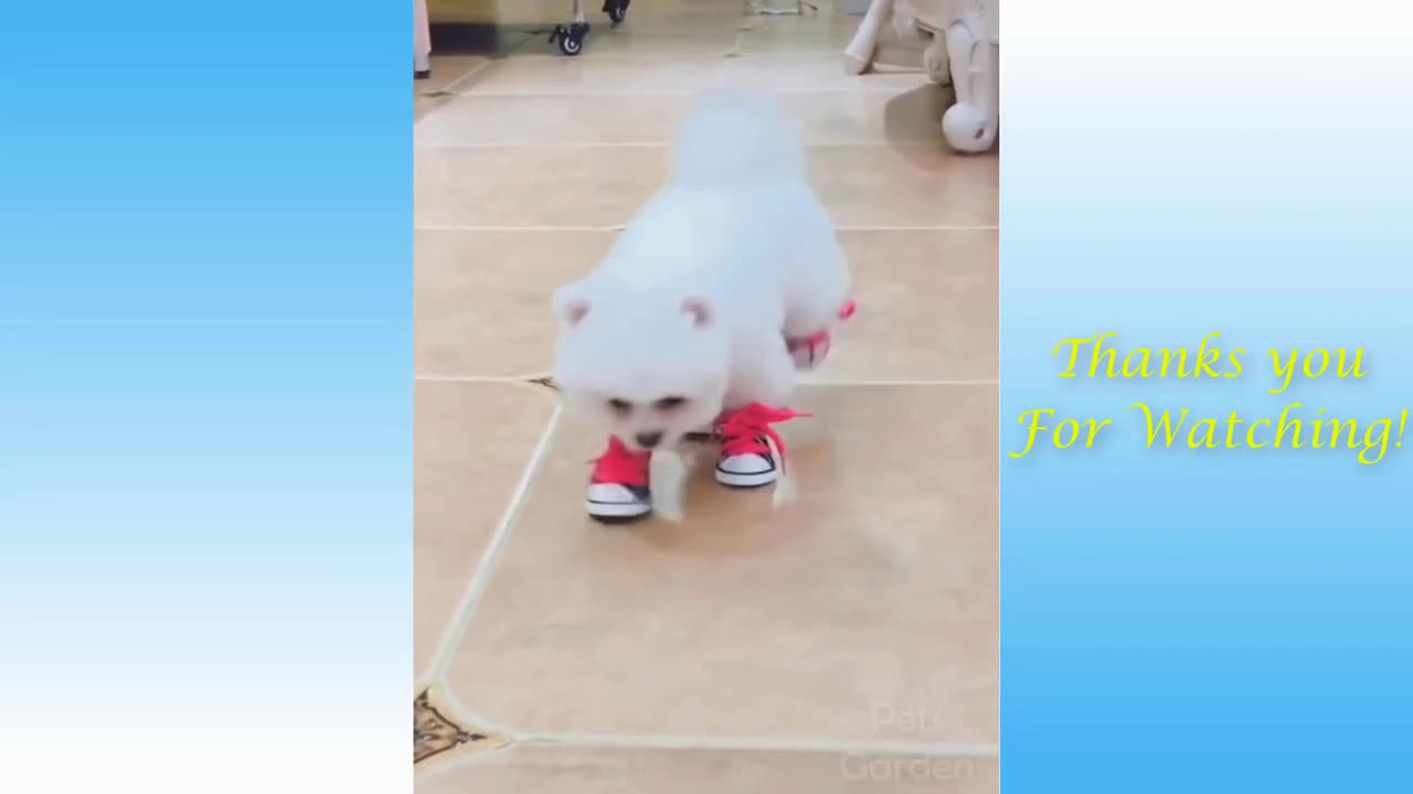 FUNNY CAT USING SHOES