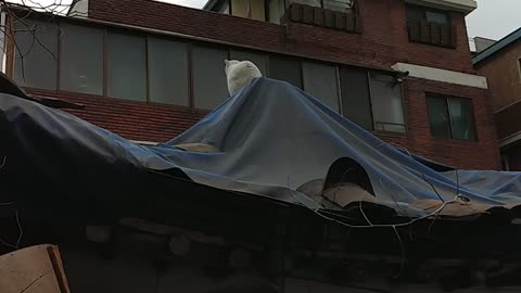 A stray cat in South korea. She is on the roof