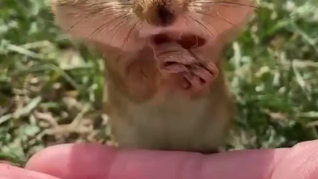 Chipmunk eating hazelnut, it follows keto diet viral video trending funny video