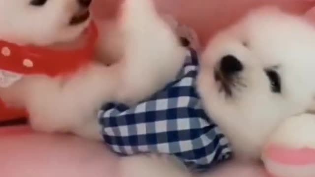 Cute and #FunnyDogs😍😍 #PomeranianVideos | Adorable puppy lovers