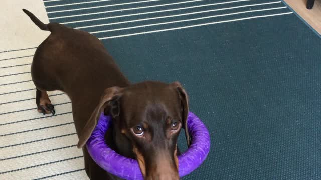 Dog Tangled in Toy