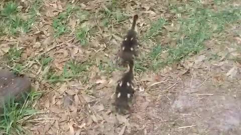 Bulldog Leads Baby Ducklings to Pond