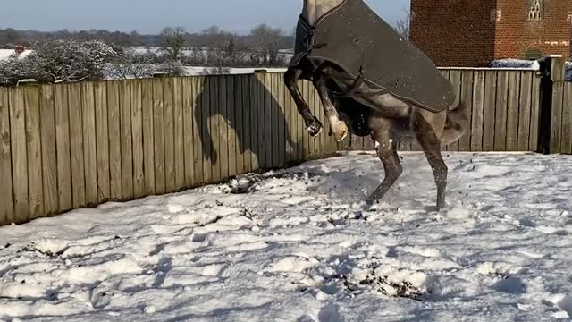 Rosie the Horse is Upset About the Snow