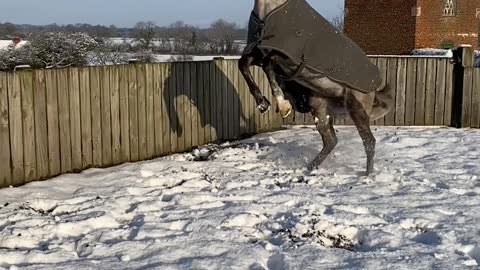 Rosie the Horse is Upset About the Snow