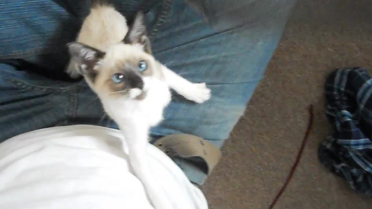 Agatha the Siamese kitten Vs. the camera string