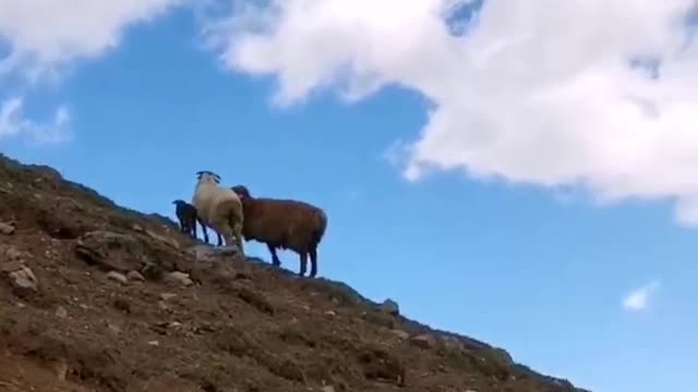 Bleating of the sheep, on the hillside overlooking the distance