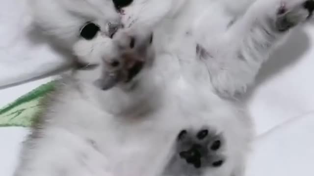 Cute kitten video ❤️