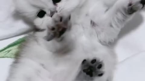 Cute kitten video ❤️