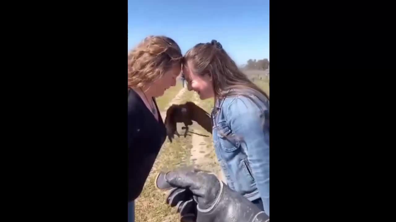 Полет ястреба прямо к цели