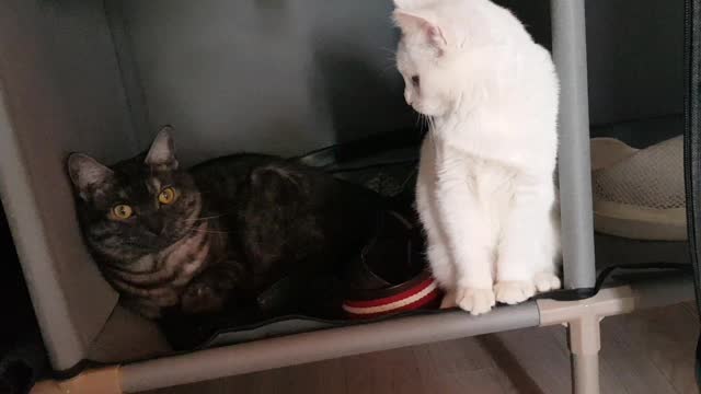 Hash and Darcy, the cats, spend time together.