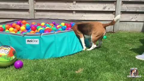 Beagle Dog Parties