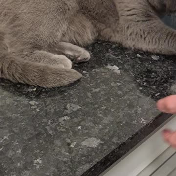 Funny cat Nala is playing with egg