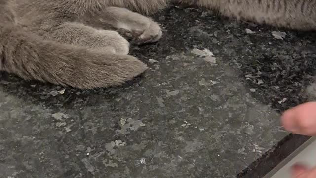 Funny cat Nala is playing with egg