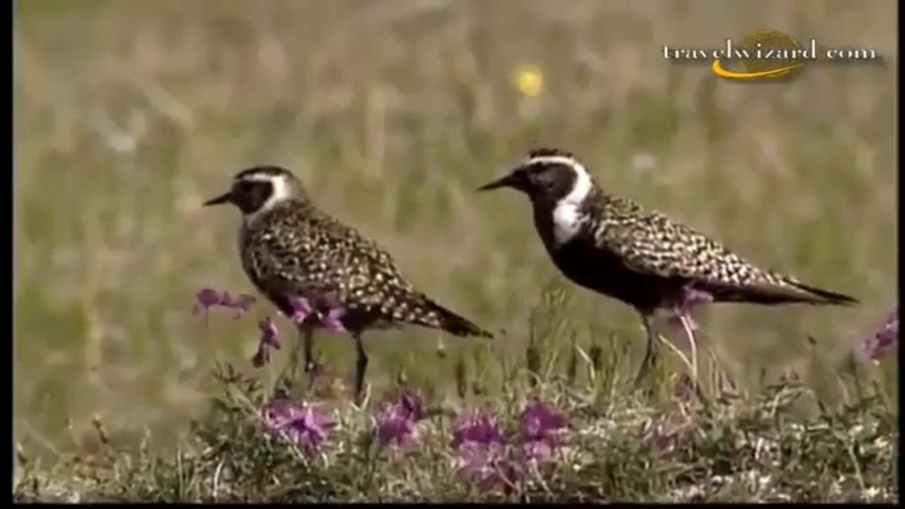 BBC Wildlife Documentary: Alaska's Fascinating Fauna – A National Geographic Production