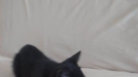Little Black Kitty plays with toy